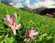 66 Colchicum autumnale (Colchico d'autunno) con vista in Arera e Grem